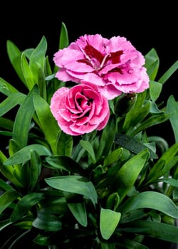 A close-up photo of a pink carnation with delicate dew drops, set against a black background, highlighting its intricate petals and natural beauty 
