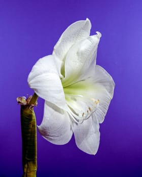 A close-up photo of a white amaryllis flower with delicate dew drops, set against a purple background, showcasing its elegant petals and natural beauty 