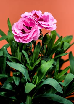 A close-up photo of pink carnations with delicate dew drops, set against an orange background, highlighting their vibrant petals and natural beauty 