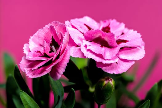 Close-up of vibrant pink carnation flowers with dew drops on petals, blooming against a soft pink background with green leaves