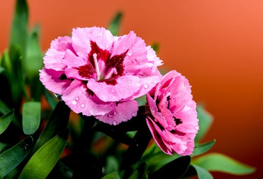 A close-up photo of pink carnations with delicate dew drops, set against an orange background, highlighting their vibrant petals and natural beauty 