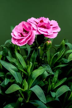 A close-up photo of pink carnations with delicate dew drops, set against on green background, highlighting their vibrant petals and natural beauty