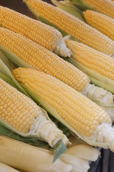 Several cobs of fresh corn sit together, waiting to be cooked and enjoyed.