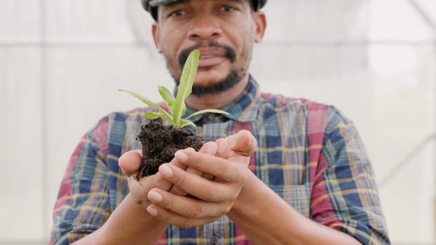 Confident farmer man showing compacted soil with children green lettuce, farming holding hand just taking from ground and lettuce, Agriculture farming