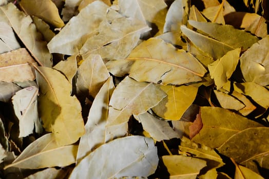 Dried bay leaves showcase earthy tones while resting in a natural arrangement.