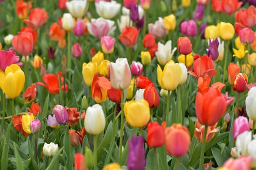 Multicolored tulips background in a park of Holland