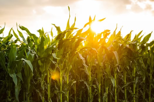 Corn plants on agricultural field. Fresh green leaves of corn seedlings. Row of green leaves of young growth corn on organic field