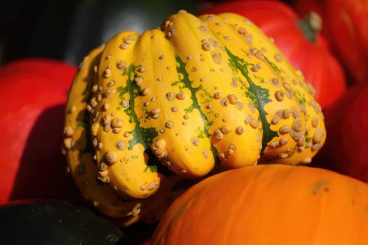 A unique yellow gourd with bumpy texture stands out among vibrant red and orange pumpkins at a harvest market during a sunny autumn day. The colors create a festive atmosphere.