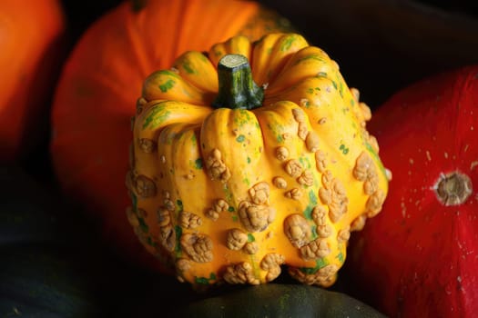 A vibrant yellow squash with a textured surface is placed among various pumpkins of different colors and shapes. The scene captures the essence of autumn bounty, showcasing natures diversity.