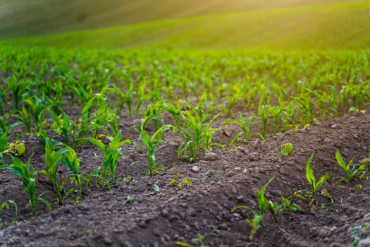Sprouts of young corn in a field with a sun ray lens flare. A spring field with sprouted corn. Maize agriculture. Agricultural landscape.