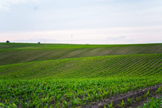 Sprouts of young corn in a field against a blue sunset sky. A spring field with sprouted corn. Maize agriculture. Agricultural landscape.