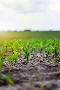 Close up Sprouts of young corn in a field against a blue sunset sky. A spring field with sprouted corn. Maize agriculture. Agricultural landscape.