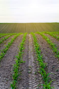 Straight rows of corn seedlings. Sprouts of young corn plants in a agricultural field against a cloudy sky. A spring field with sprouted corn. Maize agriculture. Agricultural landscape.