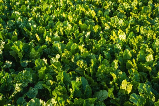 Beetroot plants on agricultural field. Fresh green leaves of beetroot or beet seedlings. Row of green leaves of young growth beet on an organic field