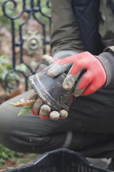 Hands in gardening gloves gently hold a potted plant ready for transplanting.