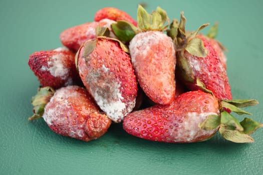 Group of spoiled strawberries with white mold visible on a green table.