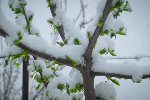 Snow falls on the blossoming branches of the cherry tree.