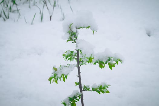 Snow falls on the blossoming branches of the cherry tree.
