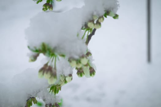 Snow falls on the blossoming branches of the cherry tree.