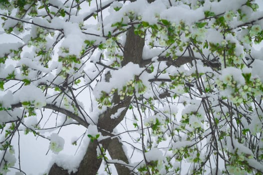 Snow falls on the blossoming branches of the cherry tree.