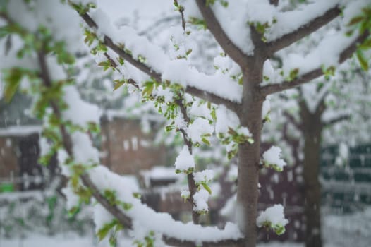 Snow falls on the blossoming branches of the cherry tree.