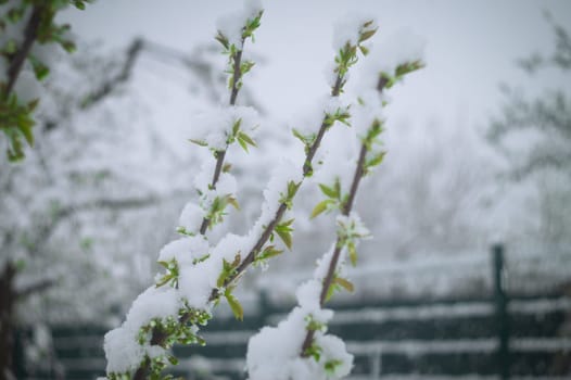 Snow falls on the blossoming branches of the cherry tree.