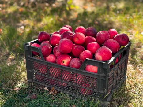 Abundant fresh red apples in black crate on grass in sunlit orchard.