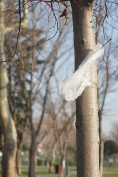 A discarded plastic bag is stuck in a tree under clear skies and sunlight.