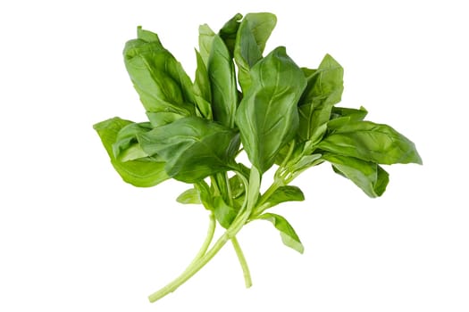 Vibrant green basil leaves are grouped together, showcasing their smooth texture and rich color.