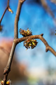 This is a detailed closeup image of a flower bud that is situated on a tree branch, showcasing its intricate features and beauty