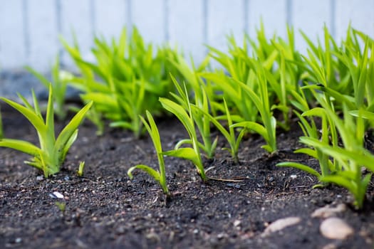 A vibrant bunch of green plants are steadily growing out of the soil and emerging beautifully from the ground all around them