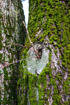 A detailed close up photograph of a tree trunk that is lushly covered in vibrant green moss and intricate lichen patterns