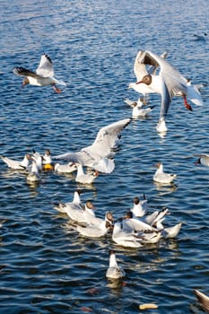 A large flock of seagulls is gracefully soaring and gliding above a vast body of shimmering water, searching for food beneath the surface