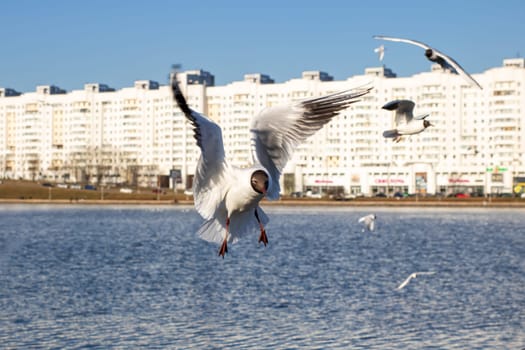 A group of several seagulls is soaring gracefully over a large body of water, creating a picturesque sight as they glide through the air