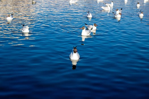 A lively flock of seagulls can be seen gracefully swimming in a vast body of water, enjoying the beauty of their natural habitat