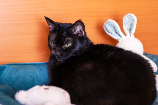 A sleek black cat is peacefully laying on a soft bed right next to an adorable stuffed bunny, creating a cozy scene of companionship