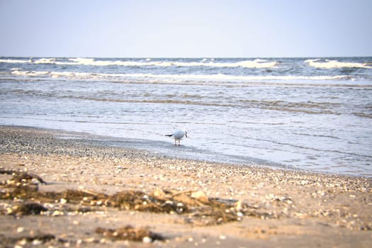 Seagull walking on the beach on the coast of Usedom. Light waves on the sea. Animal photo of a bird