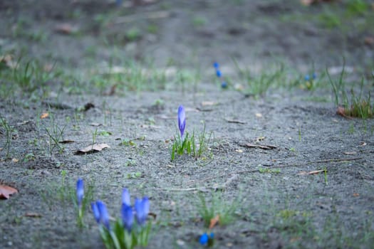 A purple crocus blooming in a barren meadow in spring. Natural beauty and a new beginning in nature.
