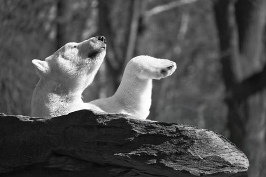 In black and white, a relaxed polar bear lies on a rock, raising a paw in the air, surrounded by a natural background with blurred trees. Perfect for animal and nature themes.