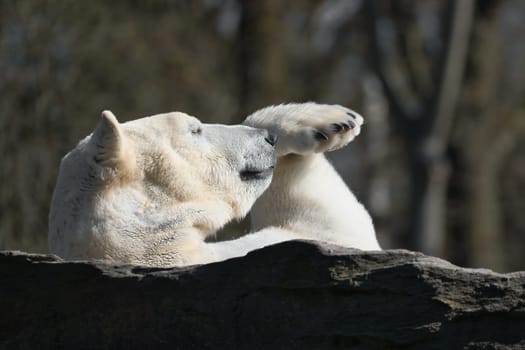 A relaxed polar bear lies on a rock, raising a paw in the air, surrounded by a natural background with blurred trees. Perfect for animal and nature themes.