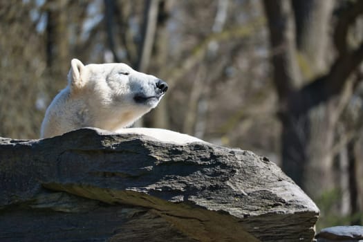 A polar bear lies relaxed on a rock and enjoys the sun. Nature shot with a focus on wild animals, tranquility and animal behavior in the wild.
