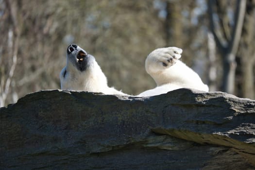 A relaxed polar bear lies on a rock, raising a paw in the air, surrounded by a natural background with blurred trees. Perfect for animal and nature themes.