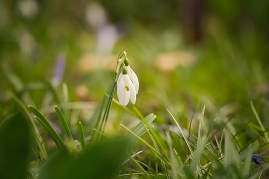 Gentle snowdrops bloom among the green grass in spring. Delicate, white flowers symbolize a new beginning and the awakening of nature. Macro photography of flowers.