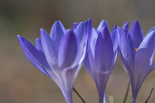 Three purple crocus blossoms, depicted individually and dreamily. Focus on the delicate petals. Romantic flower picture