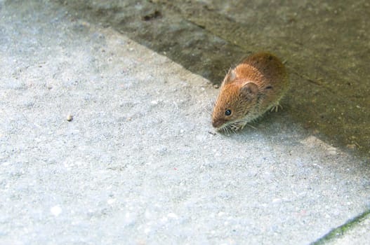 Small rodent, mouse, on a gray background. Detailed depiction of the animal, ideal for nature and animal photography or scientific subjects.