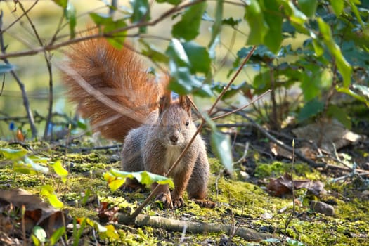 Red squirrel with bushy tail sitting in the bushes. Spring like nature mood with bright colors.