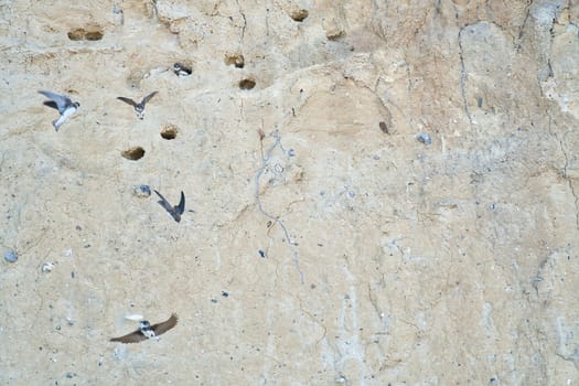 Sand martins fly in front of a sandy cliff face with breeding burrows. Dynamic nature scene, ideal for subjects such as birds, habitat and wildlife photography!