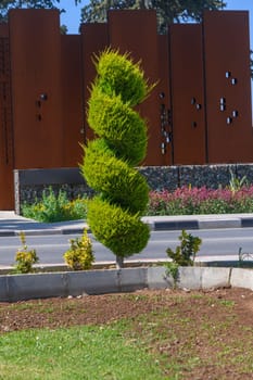 A uniquely shaped green tree stands tall in a landscaped area, showcasing its spiral growth pattern against a backdrop of modern architecture and vibrant flowers under bright sunlight.