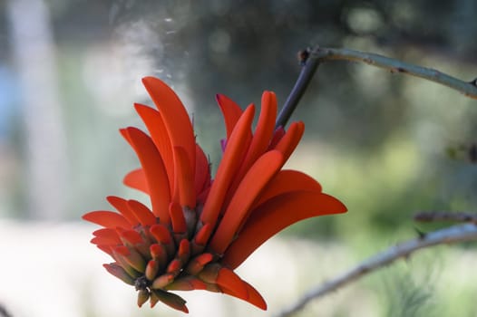 A stunning red flower unfolds its striking petals in a tranquil botanical garden, surrounded by greenery under the warm sunlight, creating a vivid natural display.