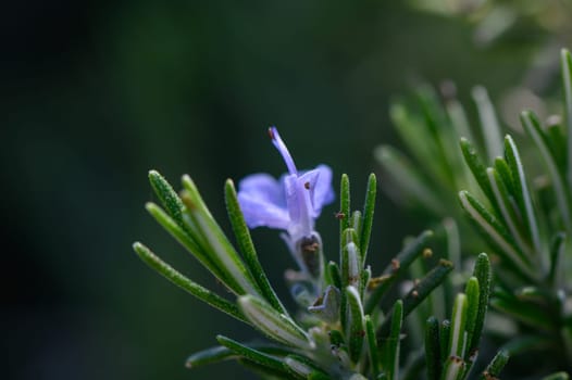 A single lavender flower emerges gracefully from lush green rosemary leaves, illuminated by soft sunlight. This tranquil moment in nature highlights the intricate harmony of plant life.